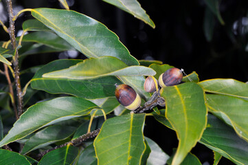 アラカシの実（鹿児島県・出水市）
