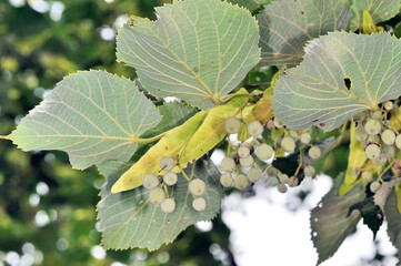 オオバボダイジュの実（北海道・知床）
