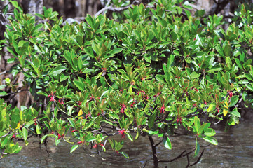 オヒルギの花（沖縄県・西表島）

