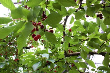 Cherry orchard - さくらんぼ 果樹園