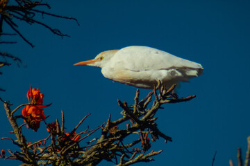 Great egret. White heron resting atop the tree branches. Bird over  a tree called "Poro" at Costa Rica. Scientific name is Ardea alba.