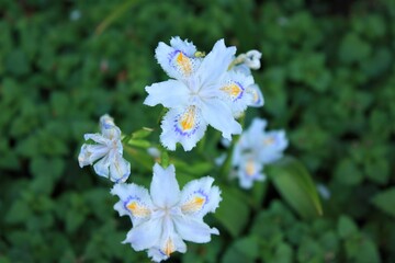 Obraz na płótnie Canvas Iris japonica - シャガ (射干, 著莪, 胡蝶花)