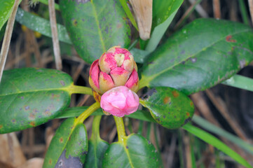 ハクサンシャクナゲの蕾（北海道・アポイ岳）
