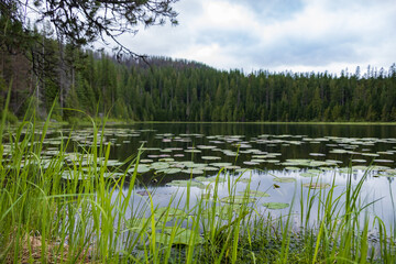 Obraz premium Lily pads in Fish Lake, Montana