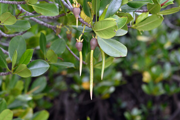 ヤエヤマヒルギの胎生種子（沖縄県・石垣島）
