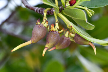 ヤエヤマヒルギの胎生種子（沖縄県・石垣島）
