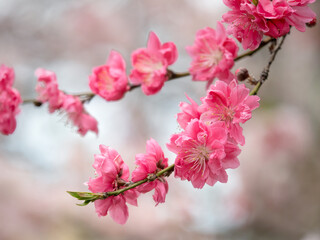 Obraz premium ハナモモ