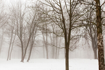 Obraz premium winter weather in the park or forest