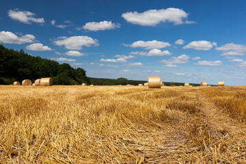 Fototapeta premium straw on agricultural land after harvesting
