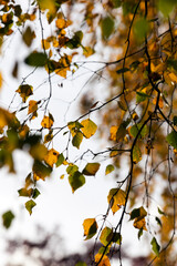 changing color birch in the autumn season
