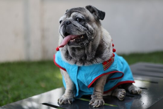 2,421,953 BEST Dog Pet IMAGES, STOCK PHOTOS & VECTORS | Adobe Stock