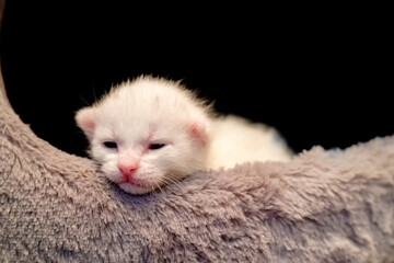 Cute sleepy two week old white kitten