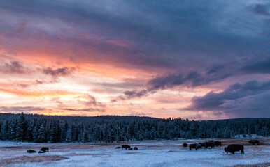dramatic wintry autumn sunrise with herds of bison on the snow covered field in Yellowstone...