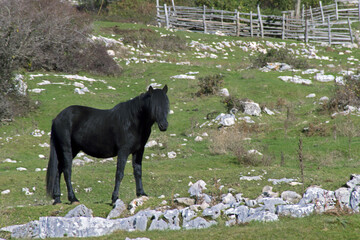 Black horses in the field