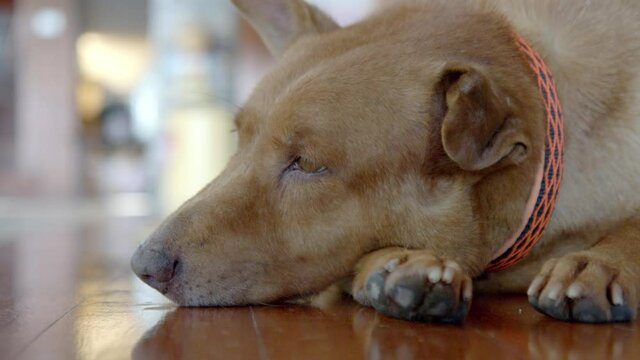 Close up of old sleepy brown dog having cauliflower ear caused by aural hematoma. Pet wellness concept. 