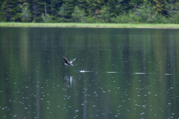Duck taking flight off the lake