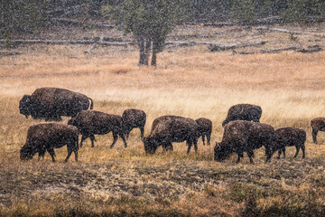 a herd of bison exposed to falling snow in a wintry autumn in Yellowstone National Park in Wyoming.