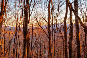 Appalachian hardwood forest in winter, at sunset, golden hour, nature, blue sky