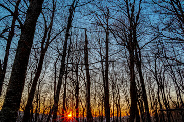 Naklejka premium Appalachian hardwood forest in winter, at sunset, golden hour, nature, blue sky