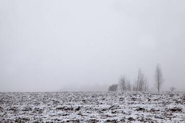 snow-covered trees in the winter
