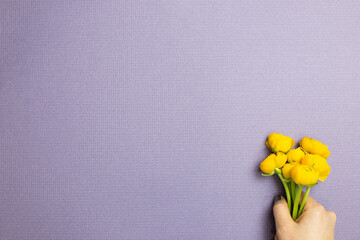 Hand holding yellow ranunculus flowers on purple background. flat lay, top view, copy space