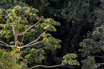 Embauba tree on Atlantic Rainforest in Brazil