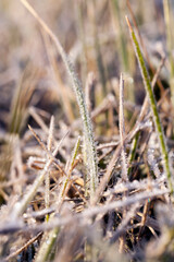 grass with ice crystals