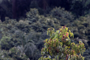 True parrot (Amazona aestiva) feeds perched on a fruit tree from the Atlantic Forest in the State...