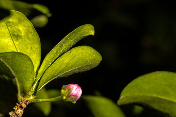 Barbados cherry, Malpighia glabra Linn flowers in nature garden in Brazil
