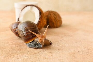 Giant Achatina snail and coconut on color background