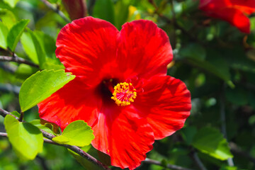 Obraz premium red hibiscus flowers
