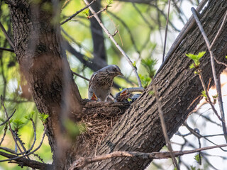 Thrush fieldfare, Turdus pilaris, in a nest with chicks