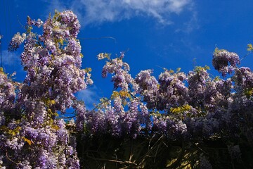 Wisteria in full bloom against blue sky, Capri, Italy 