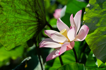 pink lotus flower