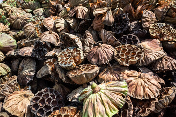 dry seed pod of lotus