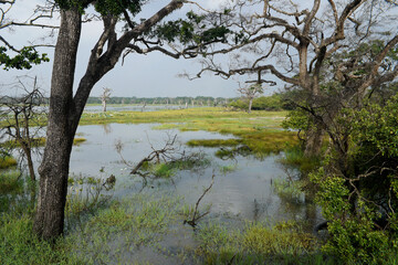 Reservoir and vegetation of Yala National Park, Sri Lanka