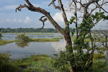 Fototapeta na wymiar Reservoir and vegetation of Yala National Park, Sri Lanka