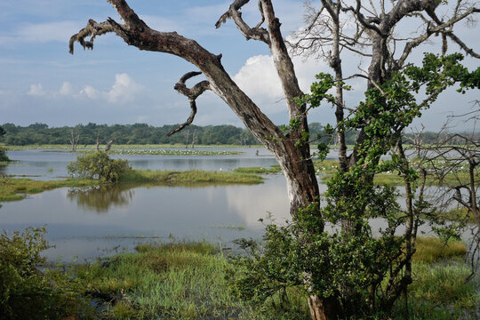 Reservoir and vegetation of Yala National Park, Sri Lanka