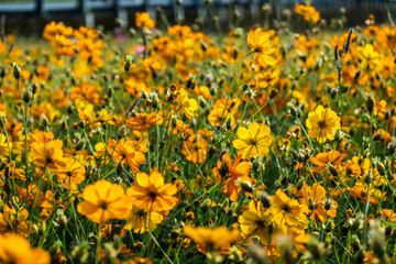 Obraz premium colorful cosmos flowers farm