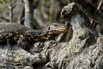 Water monitor lizard lying on tree branch, Sri Lanka