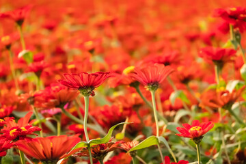 colorful cosmos flowers farm