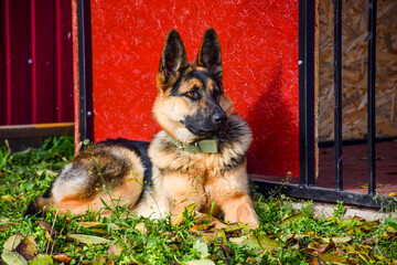 east european shepherd dog lying on the grass