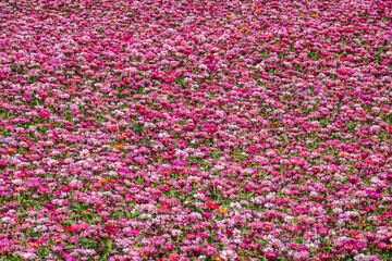 pink and purple cosmos flowers farm