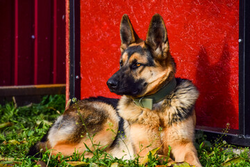east european shepherd dog lying on the grass