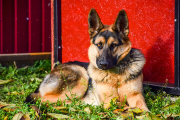 east european shepherd dog lying on the grass