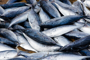 Fresh fish for sale in market, Kumarakanda, Sri Lanka