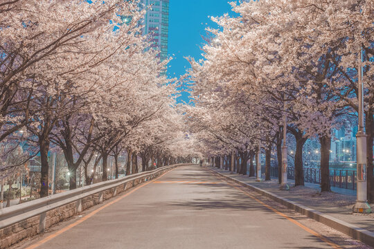 View Of Cherry Blossom Trees In City