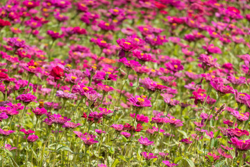 colorful cosmos flowers farm