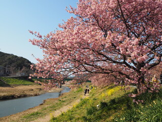 Naklejka premium the beautiful cherry blossom trees in japan