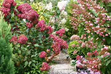 Autumn day. A fragment of a decorative garden with the blossoming hydrangea bushes. In the foreground a hydrangea of a grade of Grandiflora.